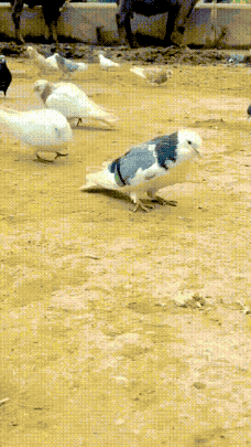 图片[1]-【GIF】啊…这…-喜欢表情包分享—全网表情包