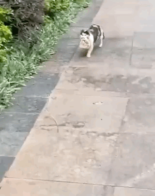 图片[1]-【GIF】啊…这…-喜欢表情包分享—全网表情包