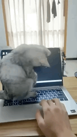 图片[1]-【GIF】这个月的小鱼干没了-喜欢表情包分享—全网表情包