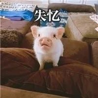 图片[7]-猪猪表情包-喜欢表情包分享—全网表情包