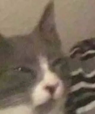图片[4]-可爱的猫猫头增加了-喜欢表情包分享—全网表情包