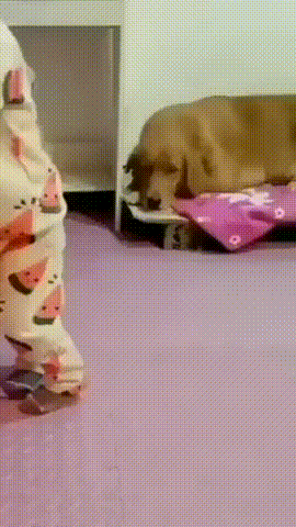 图片[1]-【GIF】狗勾：我为这个家付出太多-喜欢表情包分享—全网表情包